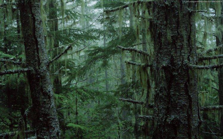 forest, Moss, Mist HD Wallpaper Desktop Background