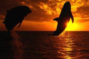 dolphin, Sunset, Jumping