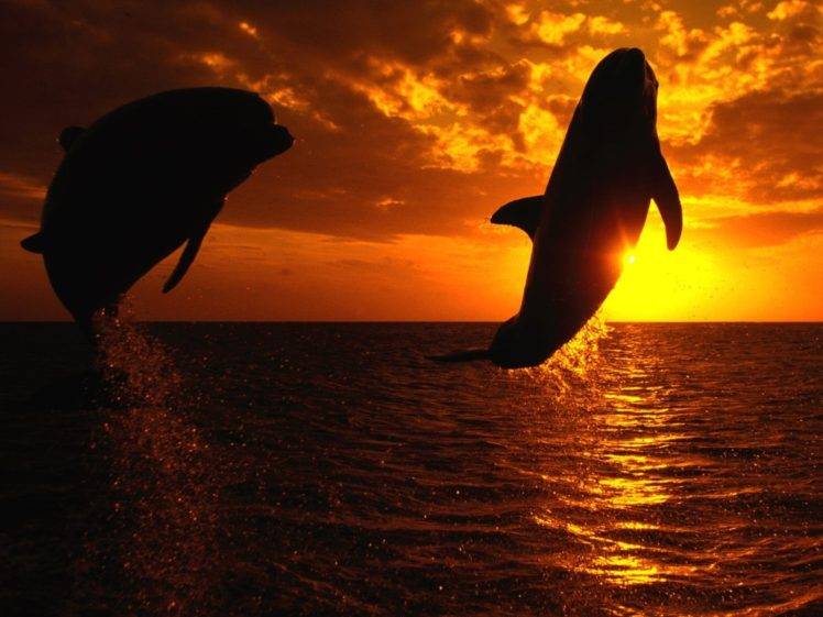 dolphin, Sunset, Jumping HD Wallpaper Desktop Background