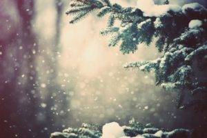 snow, Winter, Trees, Bokeh