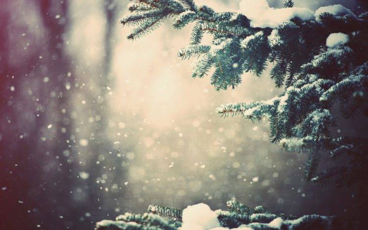 snow, Winter, Trees, Bokeh HD Wallpaper Desktop Background