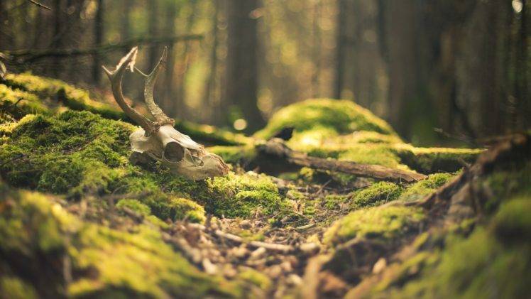 forest, Grass, Skull, Bokeh HD Wallpaper Desktop Background