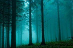 forest, Mist