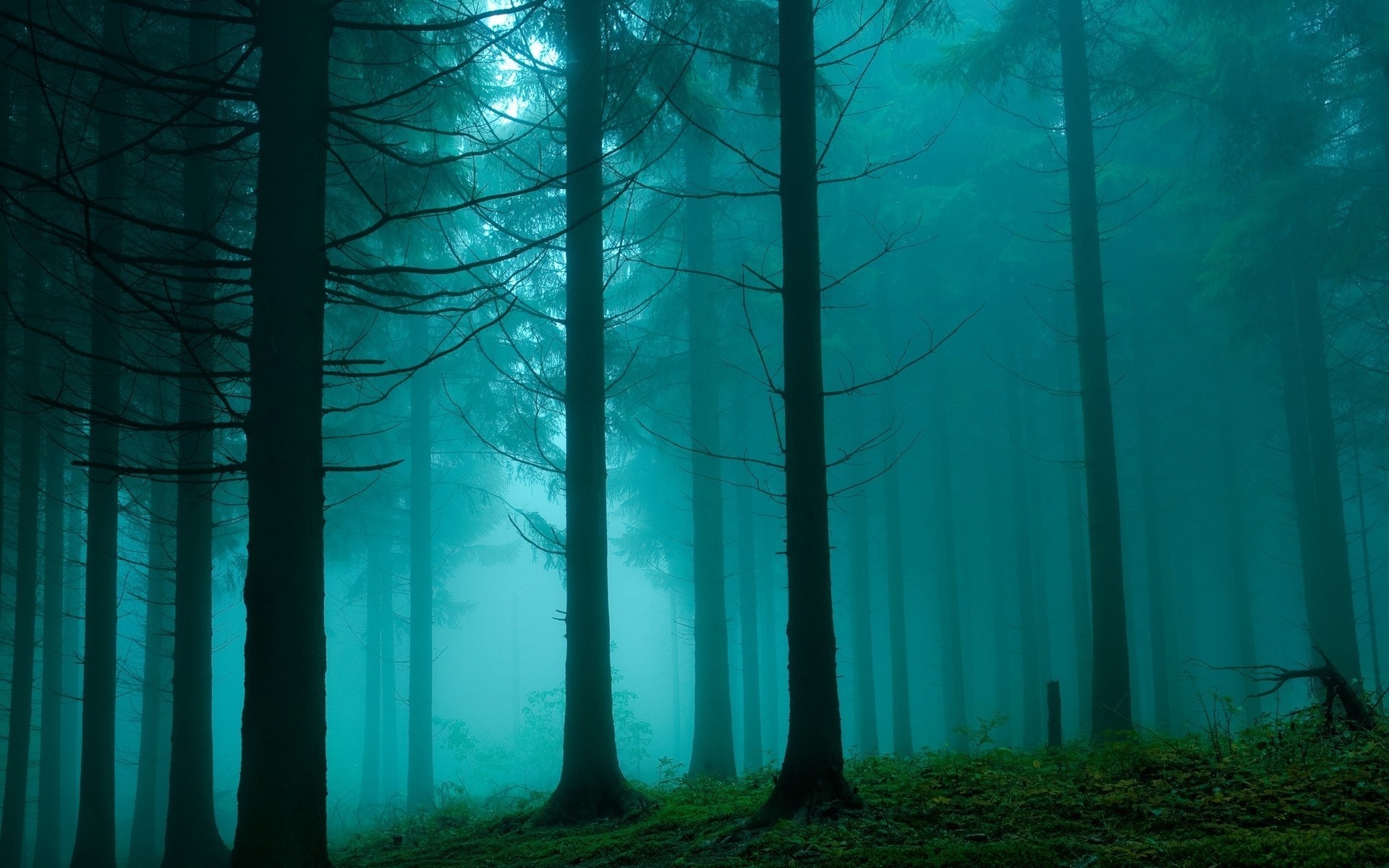 forest, Mist Wallpaper