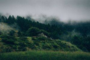 forest, Mist, Hill, Photography