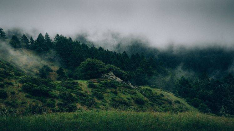 forest, Mist, Hill, Photography HD Wallpaper Desktop Background