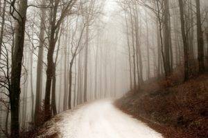 seasons, Winter, Path, Forest, Mist