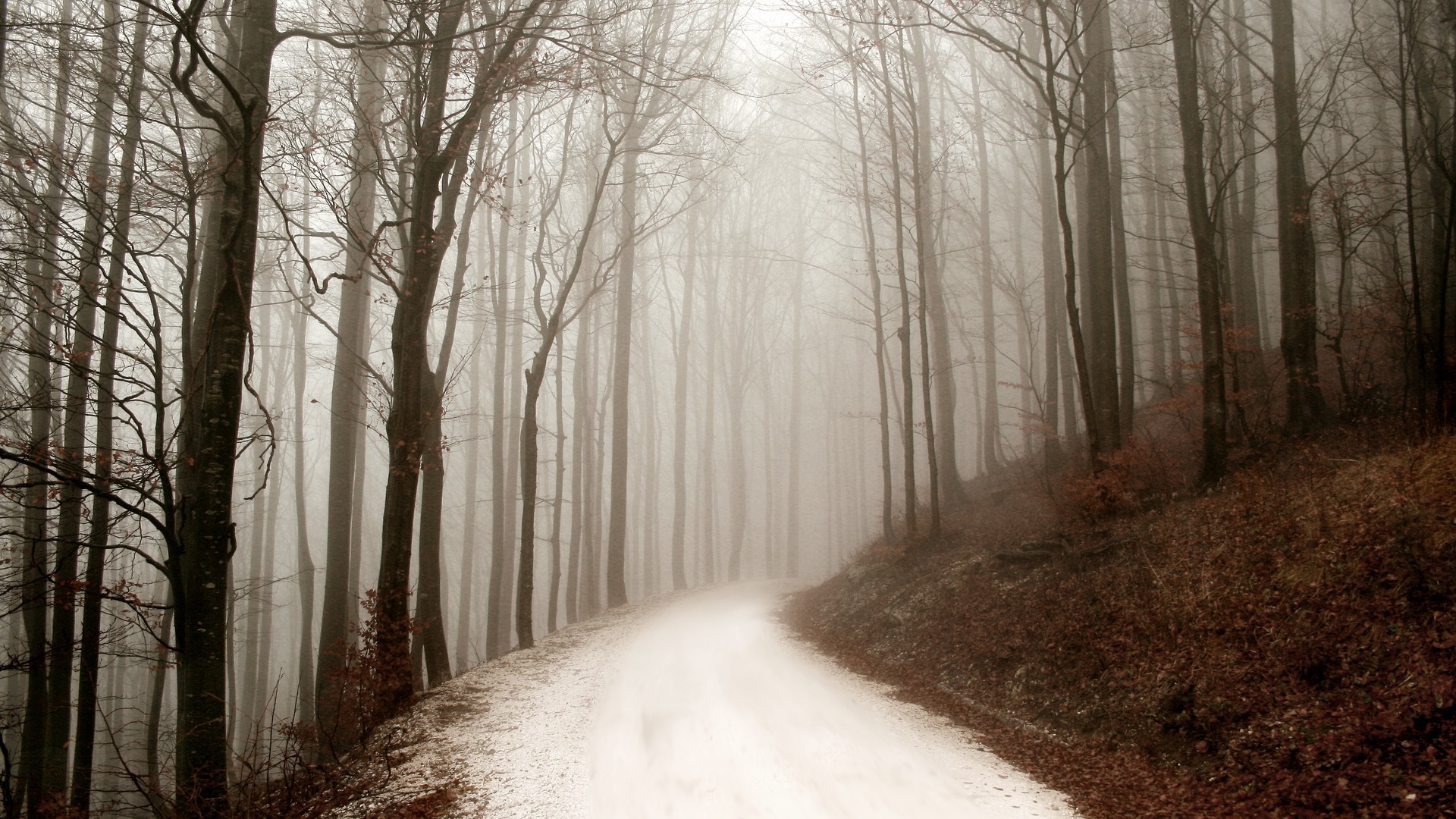 seasons, Winter, Path, Forest, Mist Wallpaper