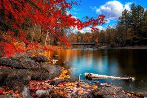 fall, Forest, Bridge
