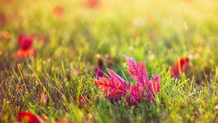 leaves, Grass, Macro, Bokeh, Fall HD Wallpaper Desktop Background