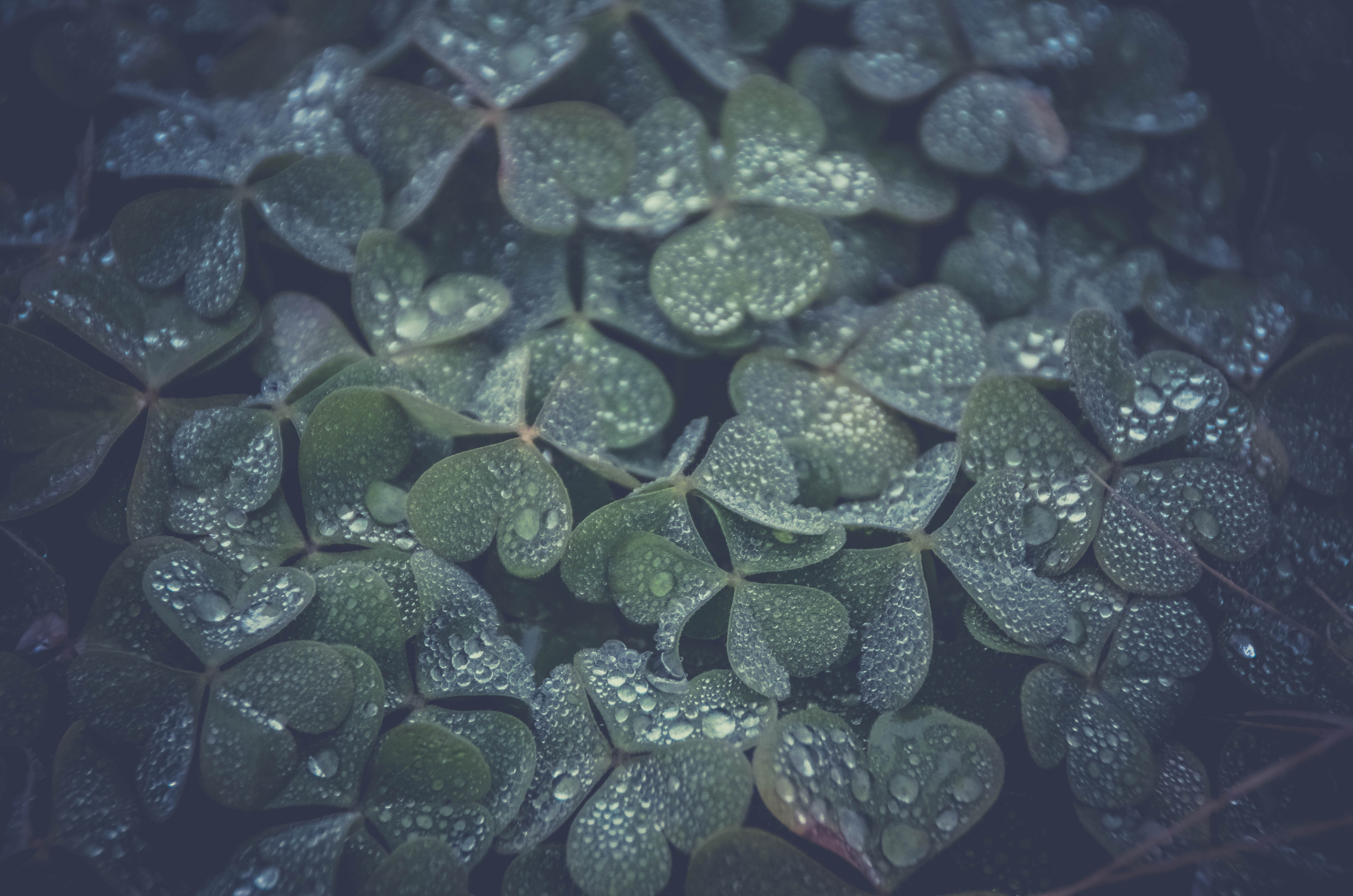 clovers, Water drops, Plants Wallpaper