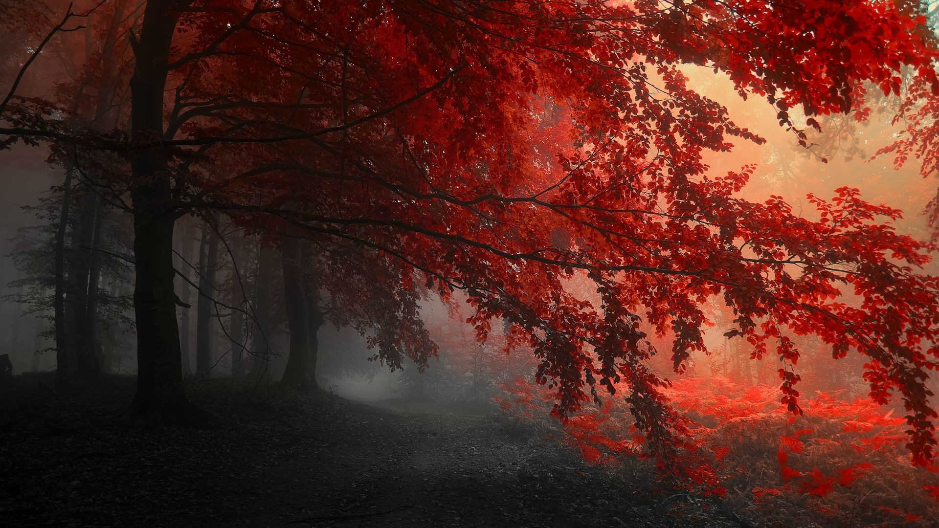 forest, Red, Trees Wallpaper