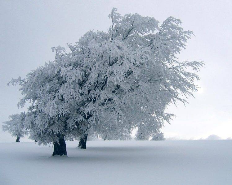 snow, Trees, Winter HD Wallpaper Desktop Background