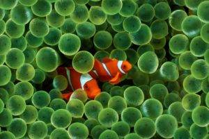 fish, Sea, Water, Finding Nemo, Animals, Clownfish, Sea anemones, Apple Inc., IPhone