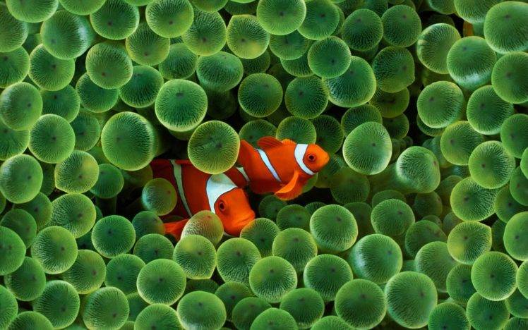 fish, Sea, Water, Finding Nemo, Animals, Clownfish, Sea anemones, Apple Inc., IPhone HD Wallpaper Desktop Background