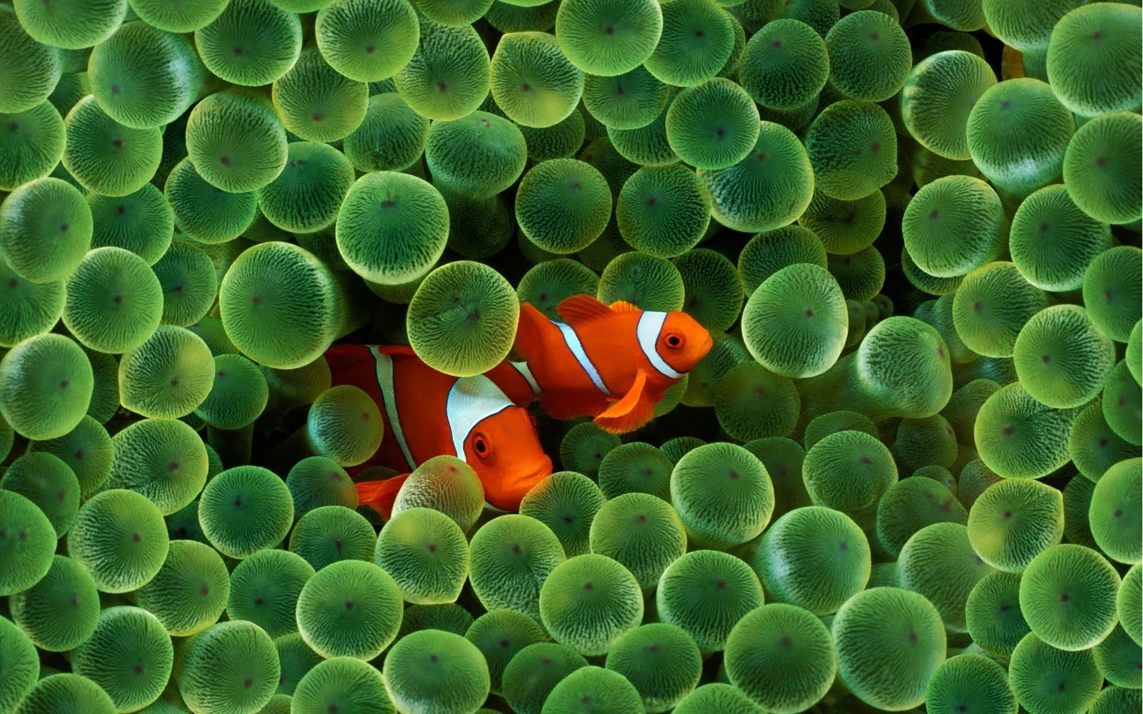 fish, Sea, Water, Finding Nemo, Animals, Clownfish, Sea anemones, Apple Inc., IPhone Wallpaper