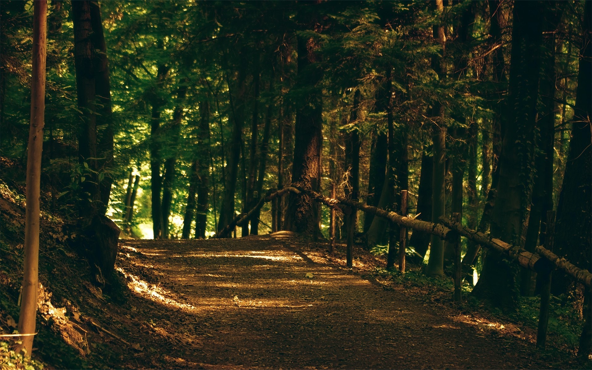 nature, Forest, Trees, Path Wallpaper