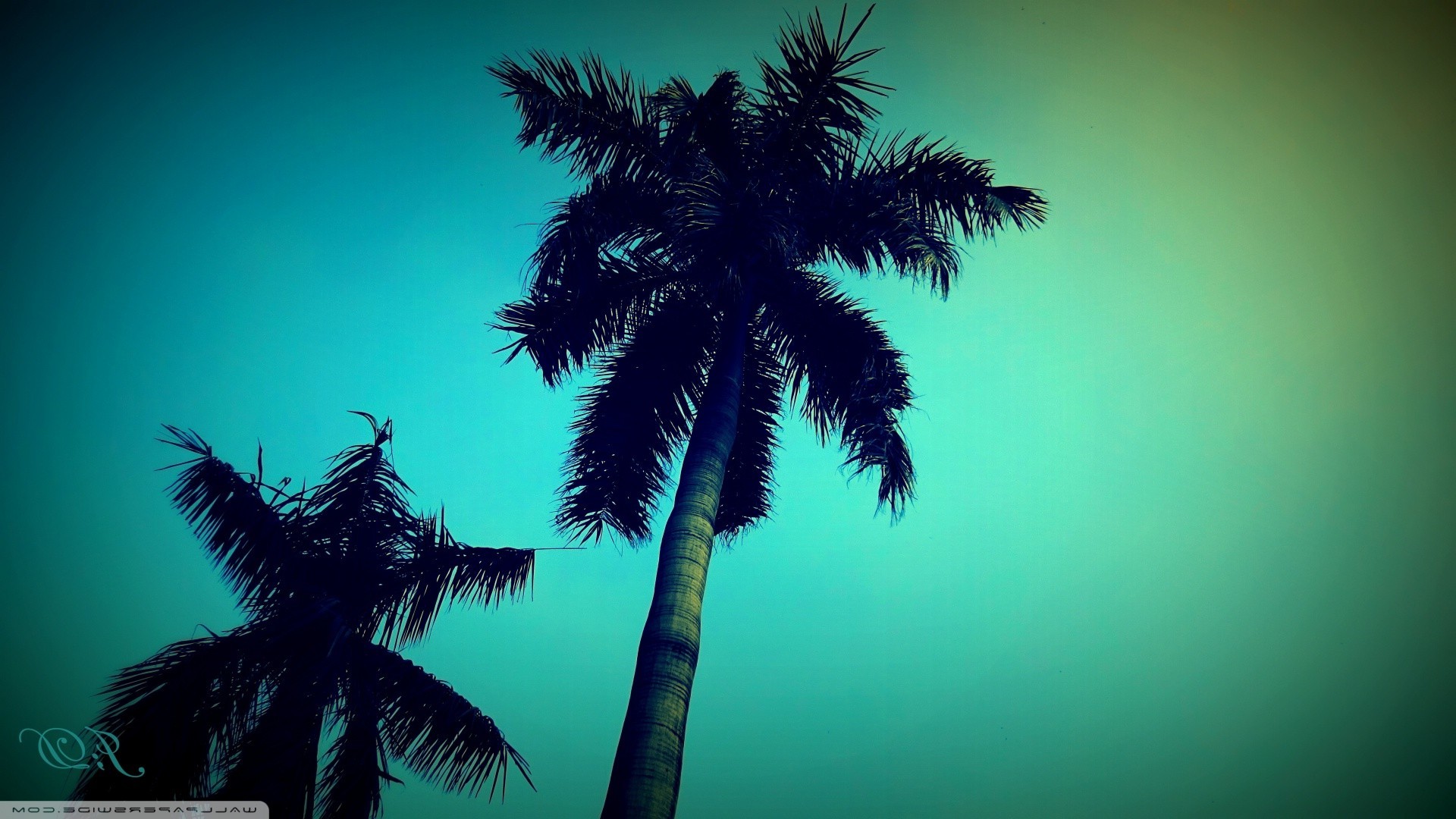palm trees, Nature Wallpaper