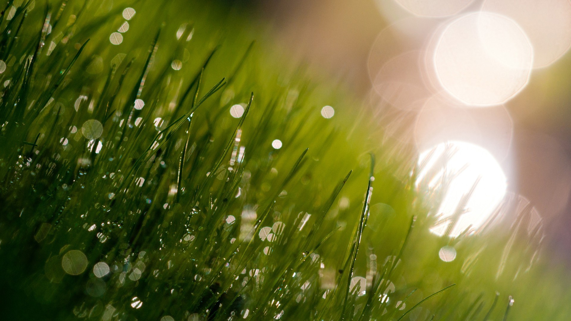 grass, Dew, Macro Wallpaper