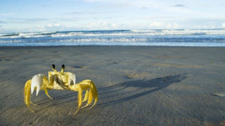 crabs, Beach, Crustaceans HD Wallpaper Desktop Background