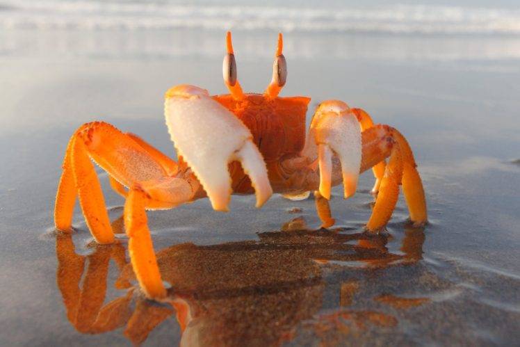 crabs, Beach, Sand, Crustaceans HD Wallpaper Desktop Background