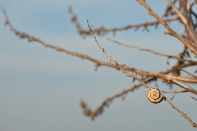 plants, Snail, Twigs HD Wallpaper Desktop Background