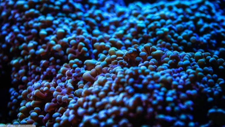 water, Sea, Sea anemones, Depth of field, Underwater HD Wallpaper Desktop Background