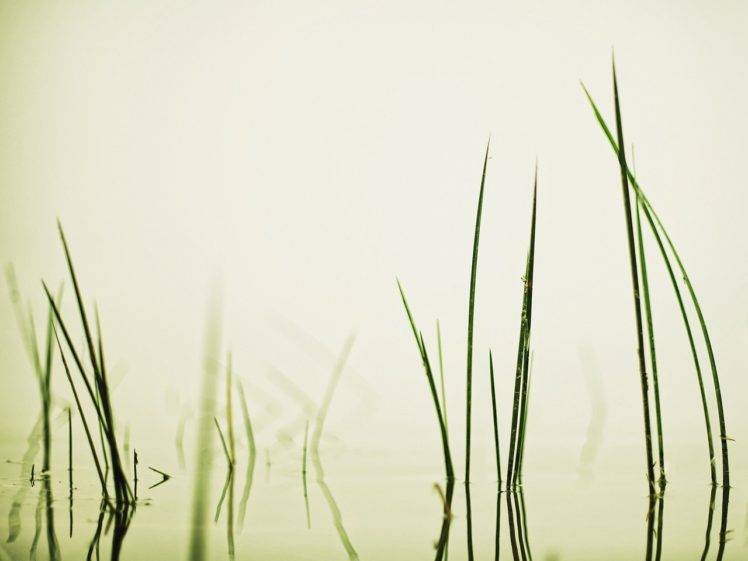 grass, Water HD Wallpaper Desktop Background