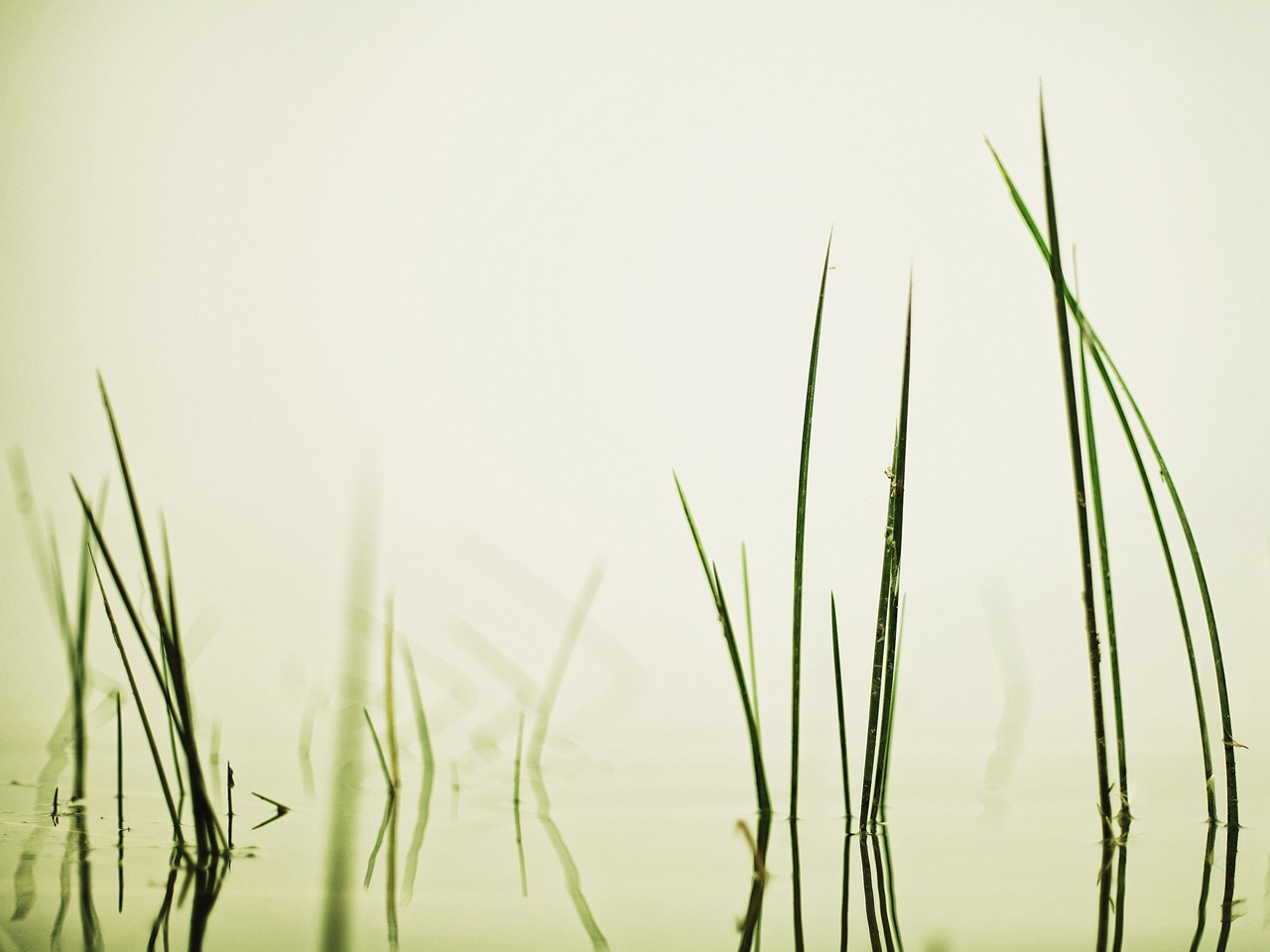 grass, Water Wallpaper