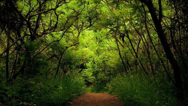 forest, Path, Dirt road HD Wallpaper Desktop Background