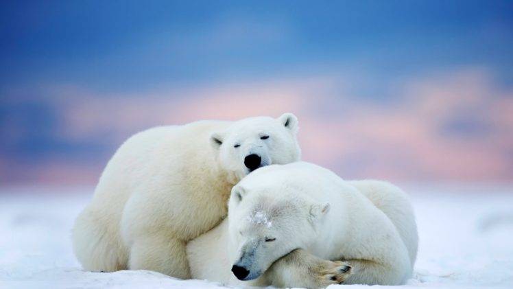 bears, Winter, Polar bears HD Wallpaper Desktop Background