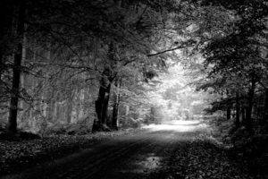 photography, Monochrome, Forest, Path, Trees, Dirt road