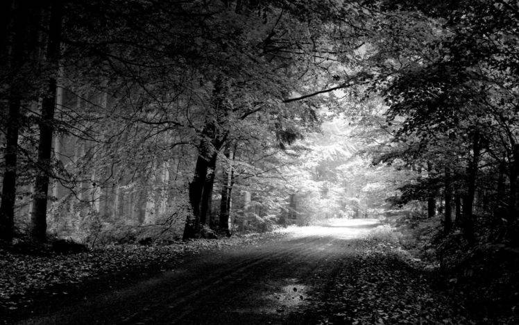 photography, Monochrome, Forest, Path, Trees, Dirt road HD Wallpaper Desktop Background