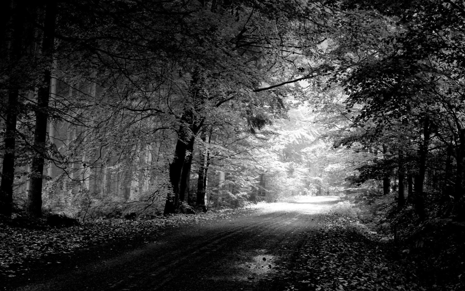 photography, Monochrome, Forest, Path, Trees, Dirt road Wallpaper