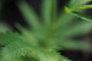 nature, Macro, Cannabis, Plants