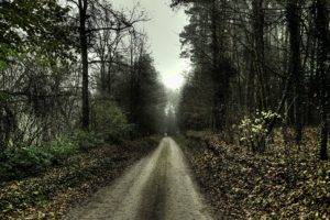path, Forest, Trees, Leaves, Dirt road