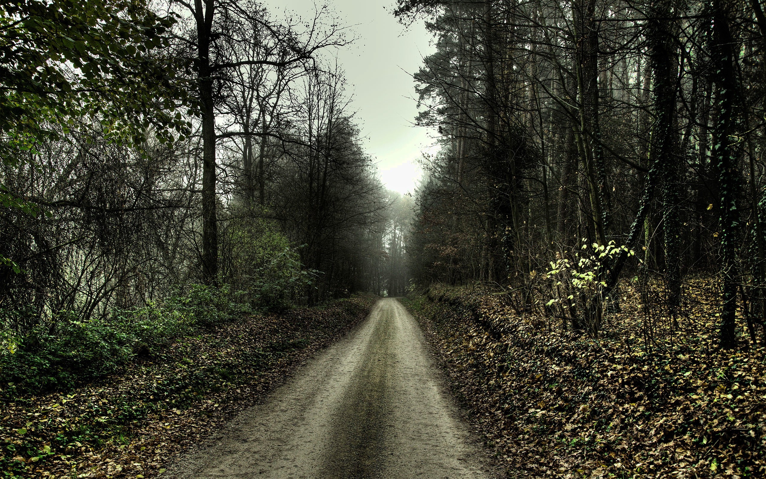 path, Forest, Trees, Leaves, Dirt road Wallpaper
