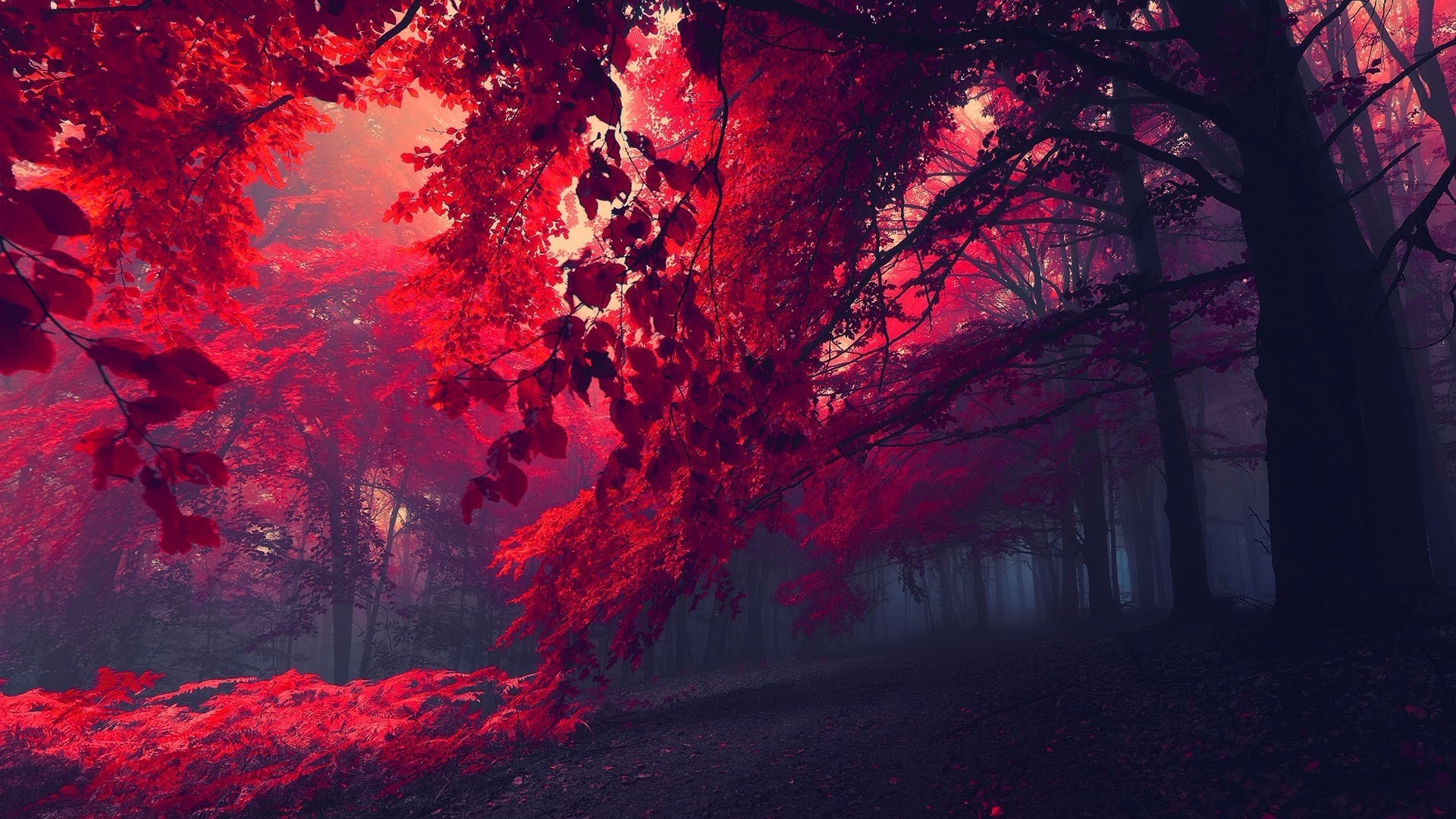 forest, Trees, Red Wallpaper