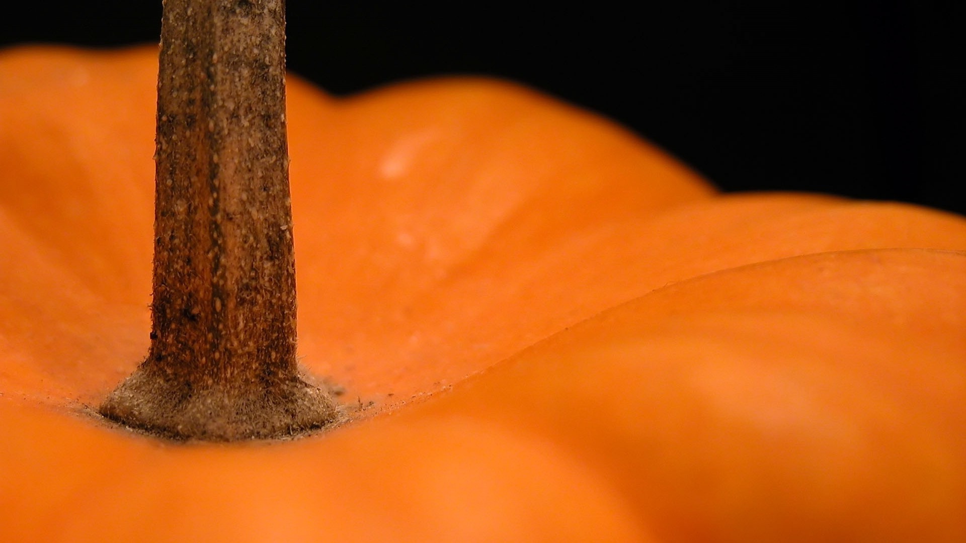 food, Plants, Pumpkin, Orange, Black background, Depth of field, Detailed, Macro Wallpaper