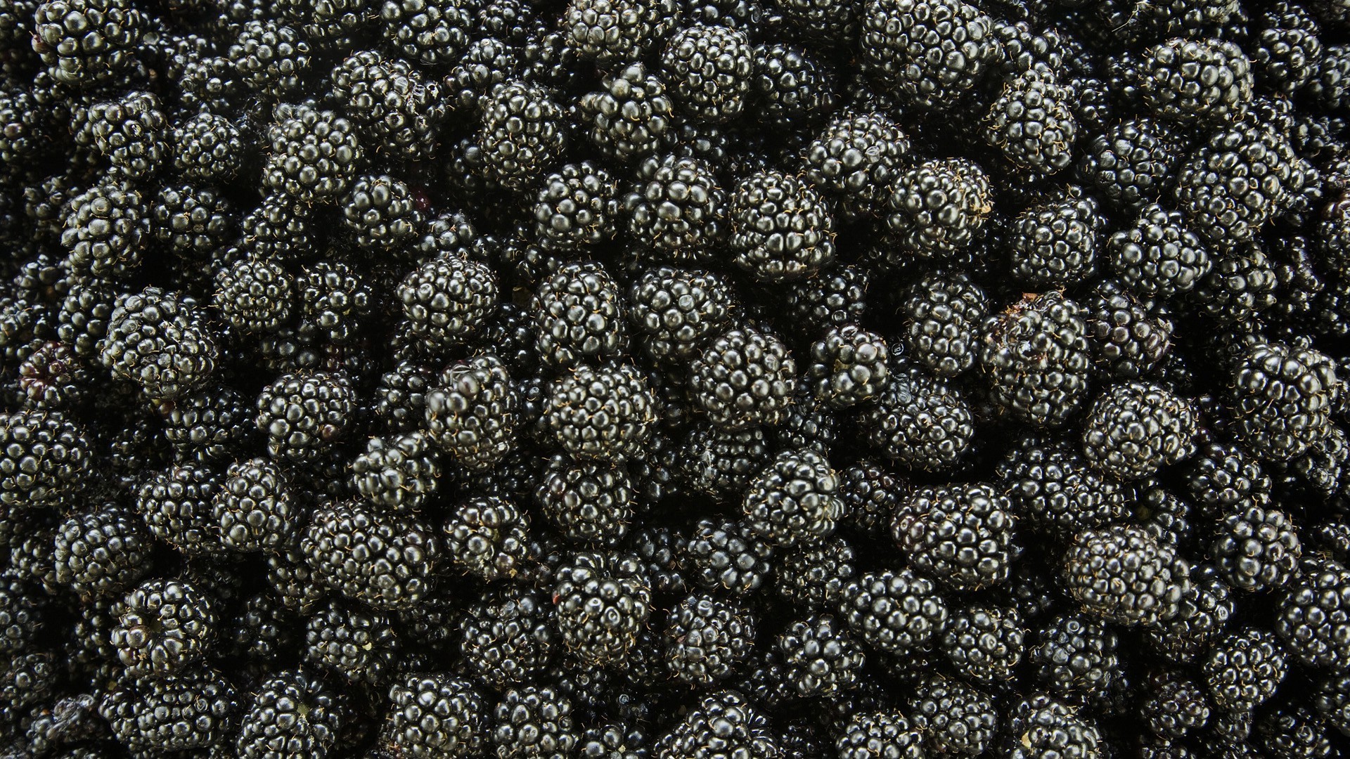 food, Plants, Blackberries, Macro Wallpaper