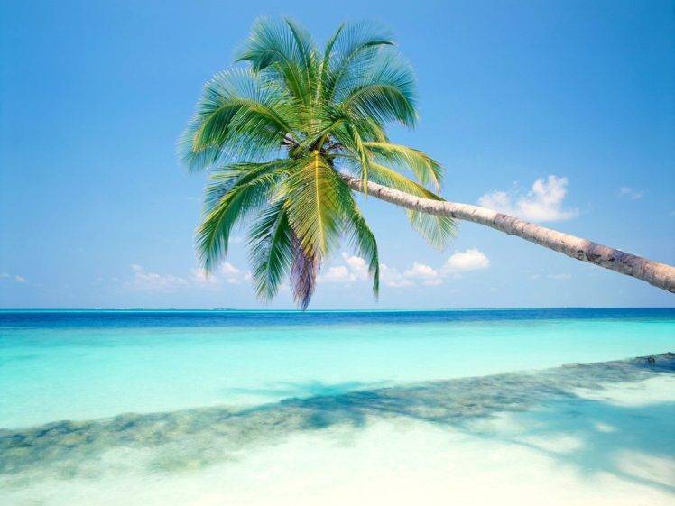 sea, Tropical, Palm trees, Horizon HD Wallpaper Desktop Background