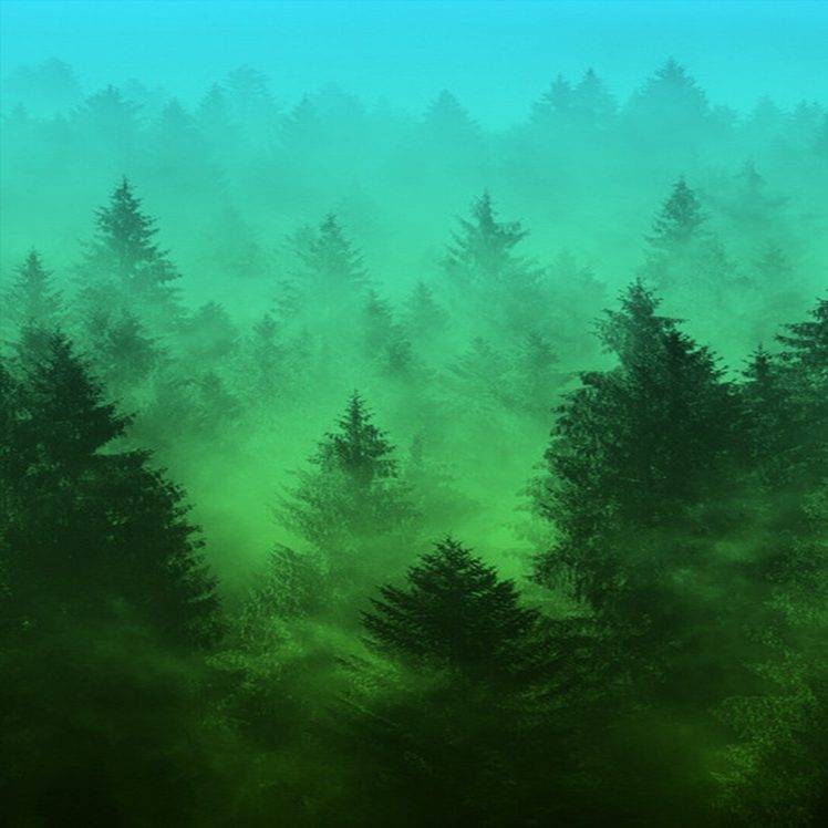 forest, Trees HD Wallpaper Desktop Background
