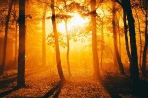 sunlight, Trees, Golden Hour, Silhouette, Forest