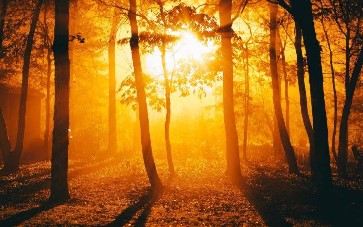 sunlight, Trees, Golden Hour, Silhouette, Forest HD Wallpaper Desktop Background
