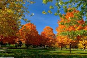 fall, Landscape, Trees