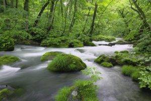 nature, Water, River, Forest