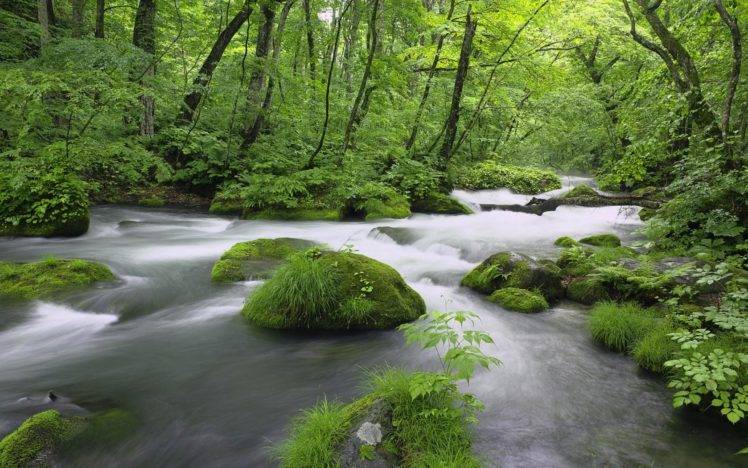 nature, Water, River, Forest HD Wallpaper Desktop Background