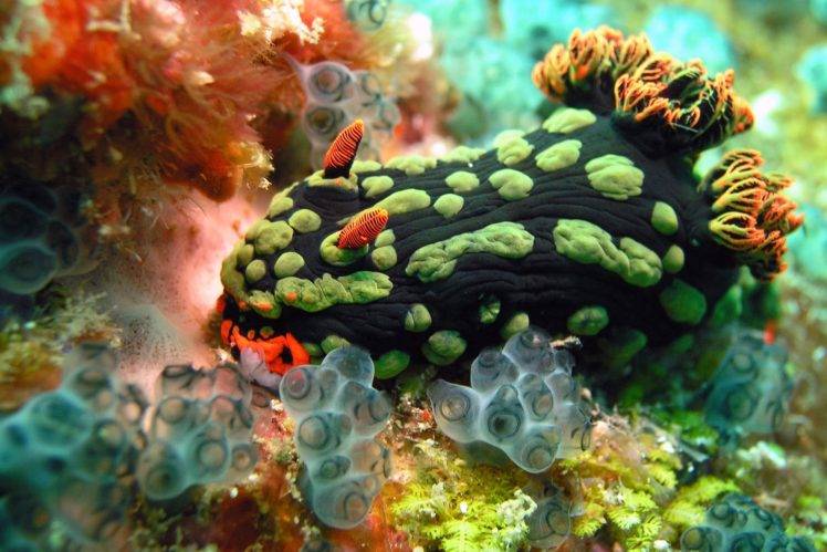 Nudibranchia, Underwater, Sea anemones, Sea HD Wallpaper Desktop Background
