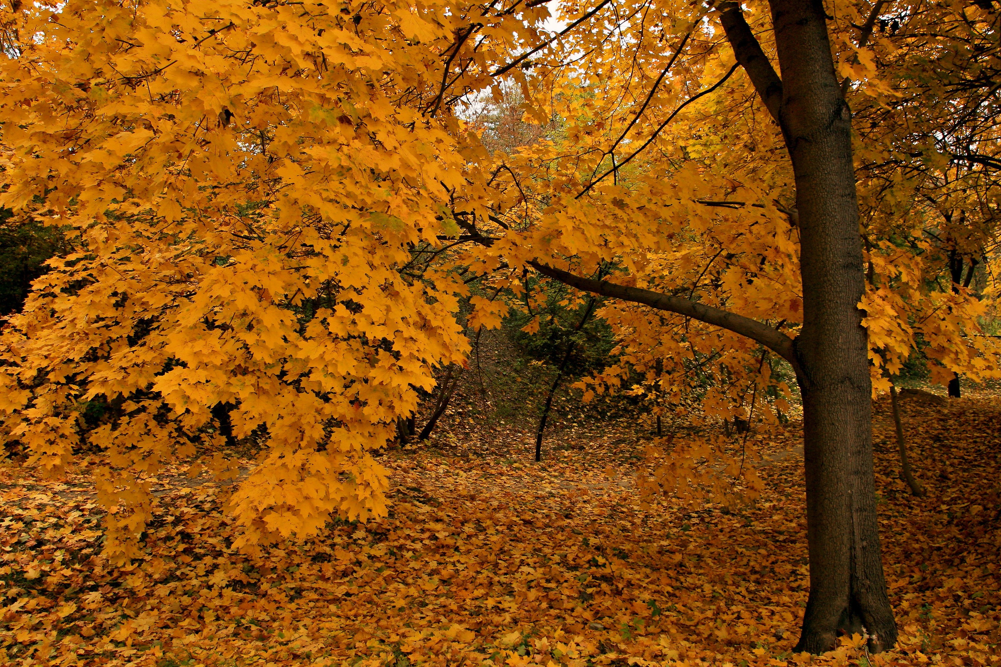 forest Wallpaper