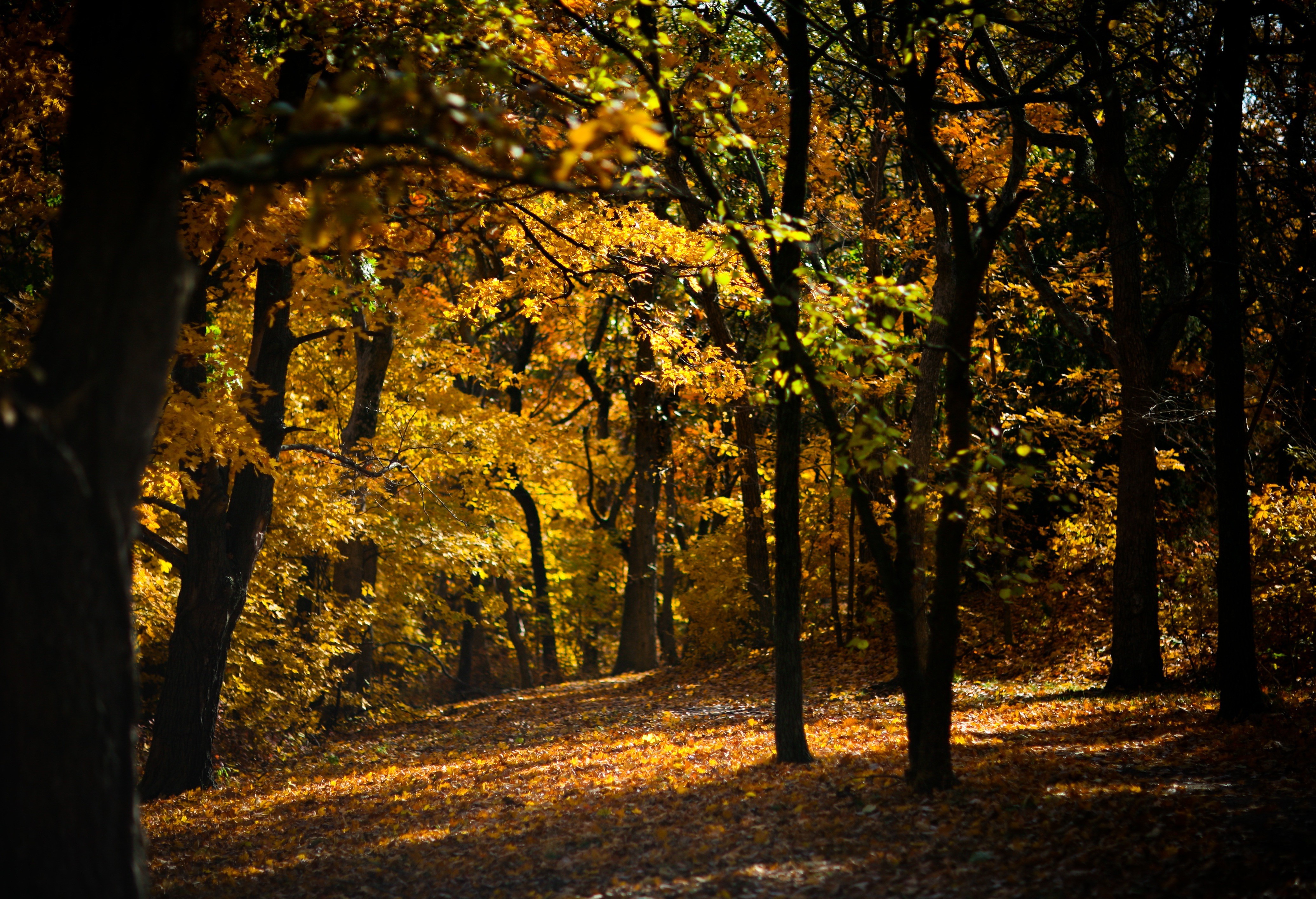 forest Wallpaper